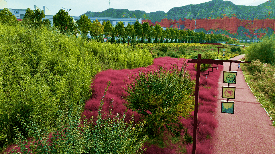 粉黛乱子草 | 秋季里的粉色浪漫_花海_花堤_秋色