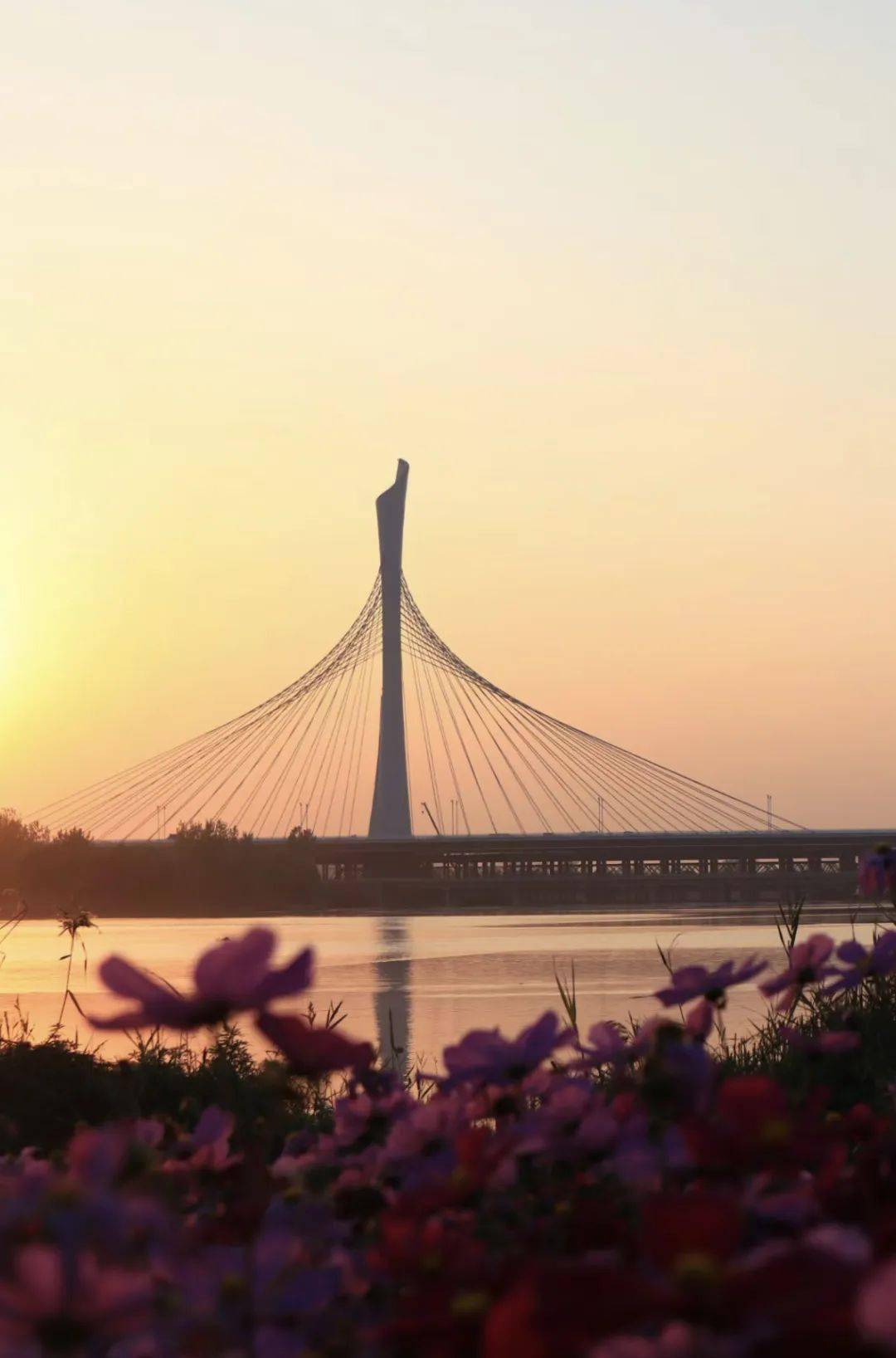 瓦蓝的天空下是一大片格桑花海滹沱河特大桥东侧滹沱河特大桥尽享慢生