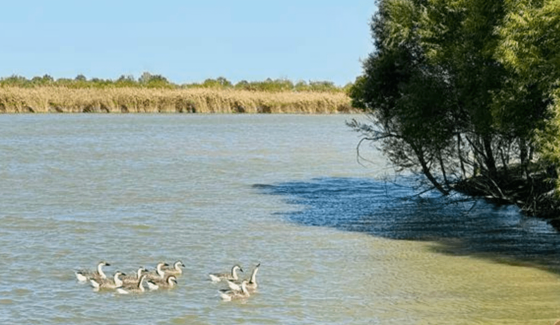 "大美湿地·润泽齐鲁"网络主题活动收官_保护_生态_自然资源