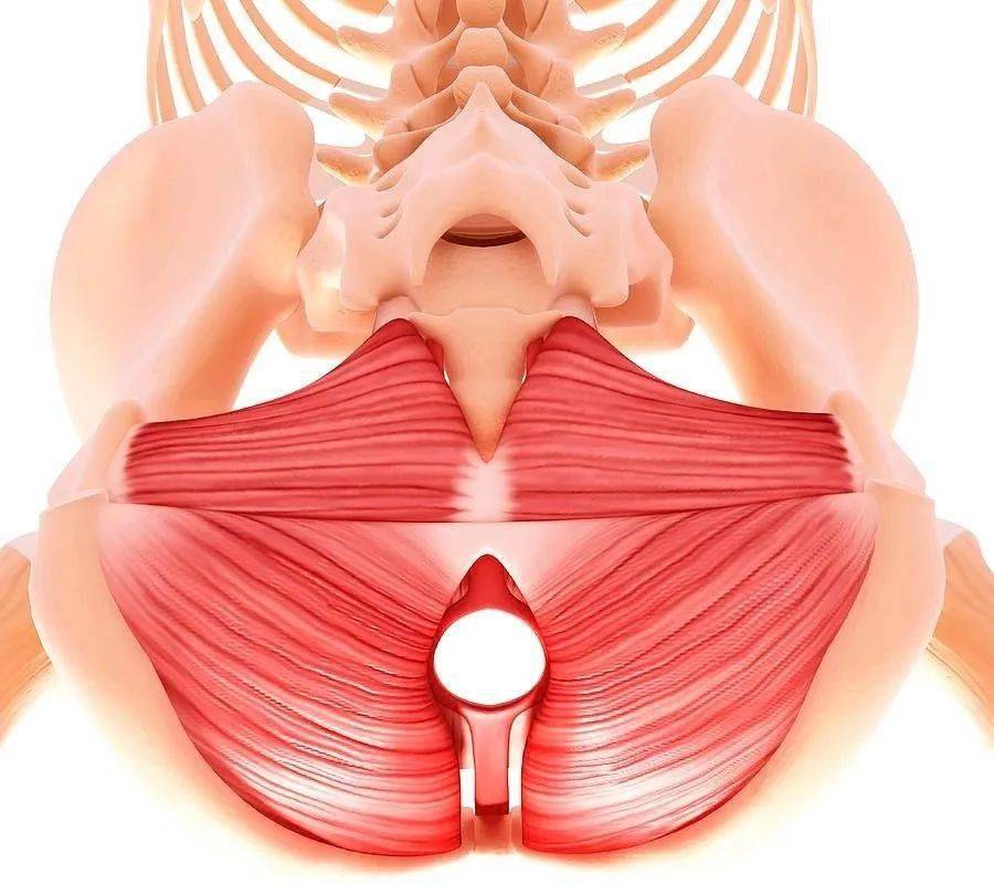 盆底肌结构解剖图图片