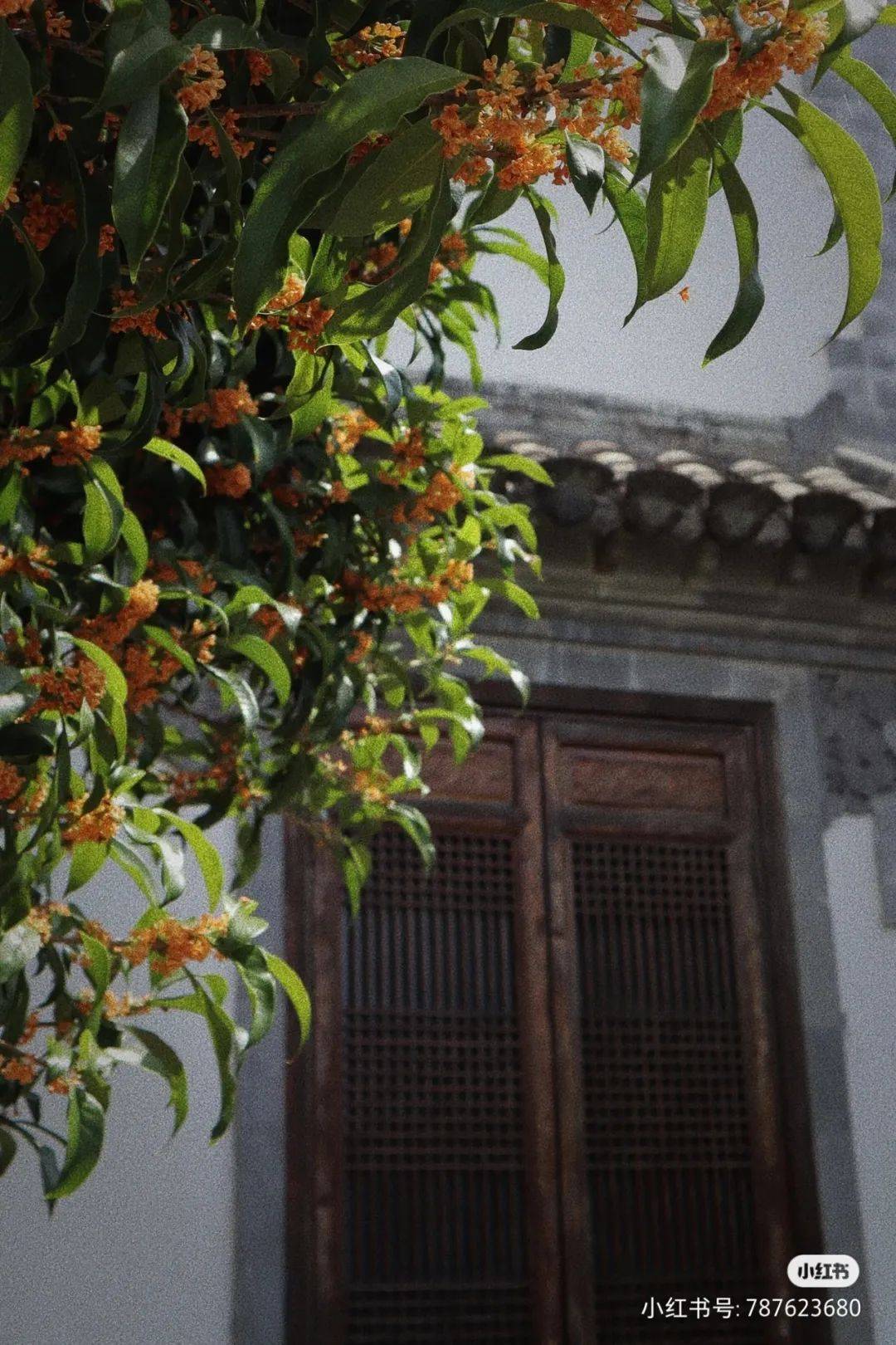 宁德这几个花木惊艳处,让人想扑个满怀~_周宁县_乌桕_part