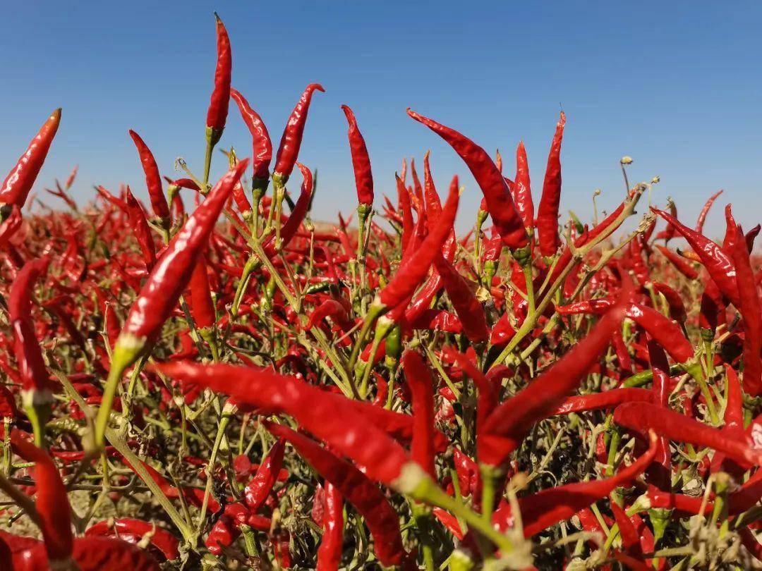 农业产业园的朝天椒种植基地,一簇簇火红的朝天椒挂满枝梢,大型辣椒