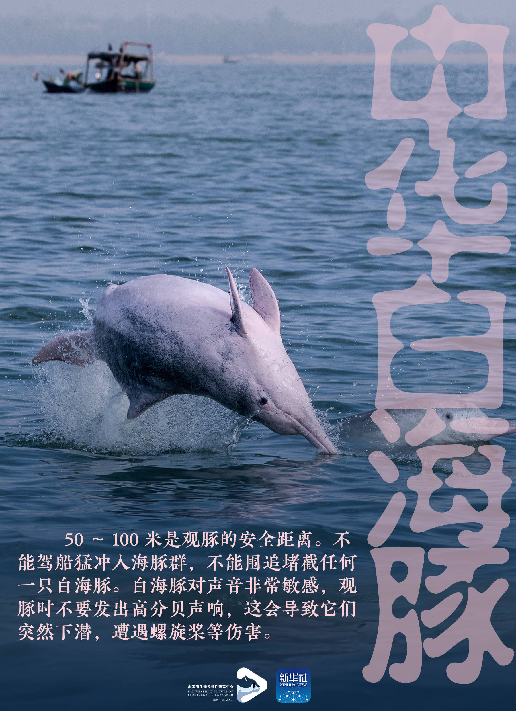 保护海豚海报英语图片