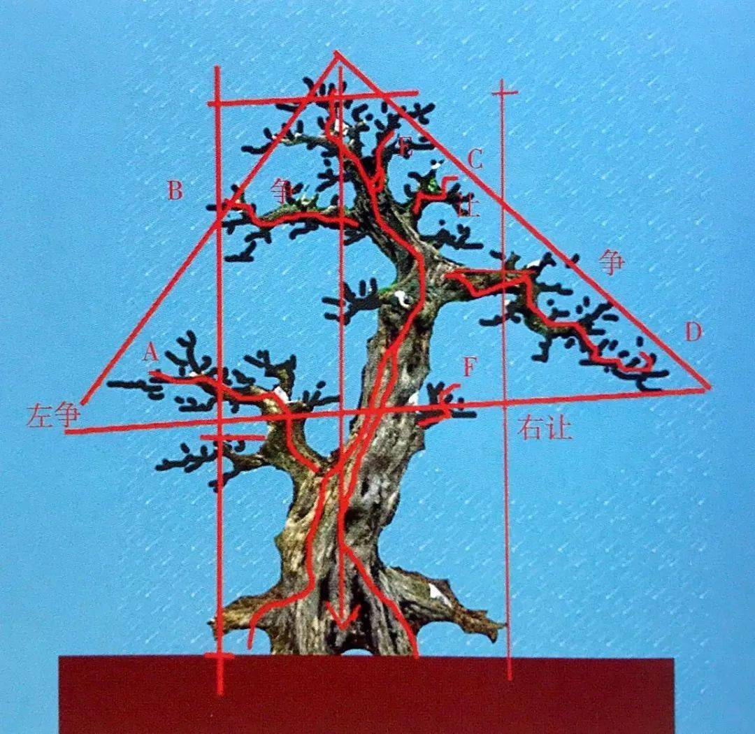 盆景枝托布局走位图片