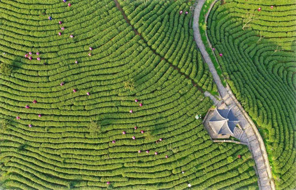 浙里寻茶|高山幽谷孕白茶,听秋饮茶正当时_安吉_茶山_茶叶