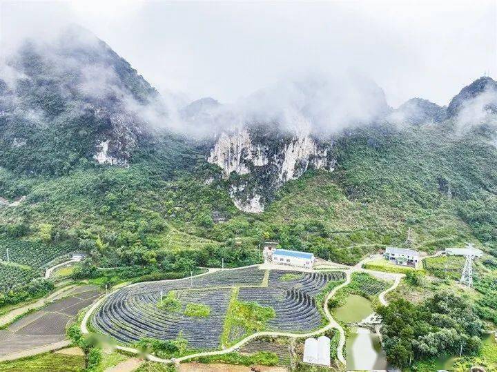 走乡入镇看振兴丨马山县白山镇 特色产业激活乡村振兴"主引擎"_发展