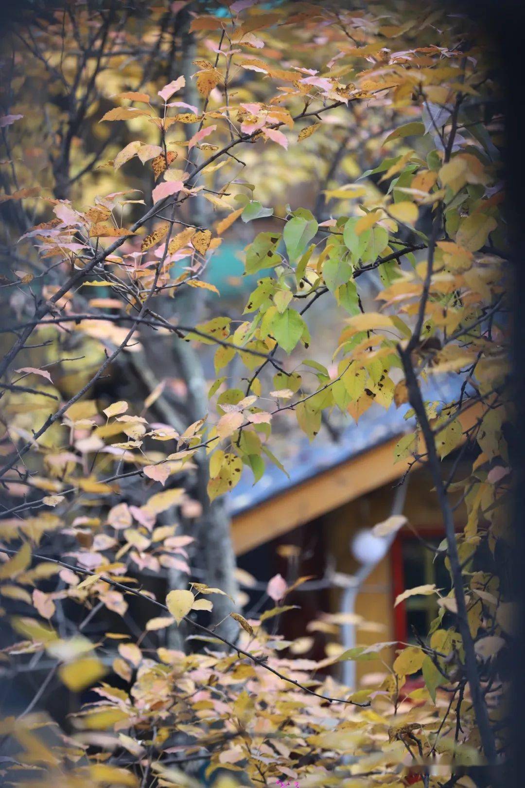 落叶飘黄满山叠翠是时候去一趟枹罕山庄了
