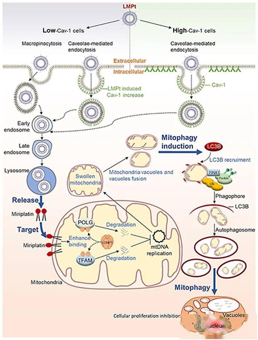 acta pharm sin b 2023;13(11):4477-4501xiaowei wang, mengyan wang