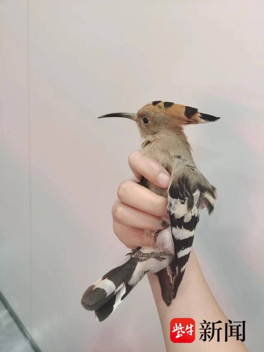 琅琊派出所：救起受伤小鸟 原是珍稀物种-青岛西海岸新闻网