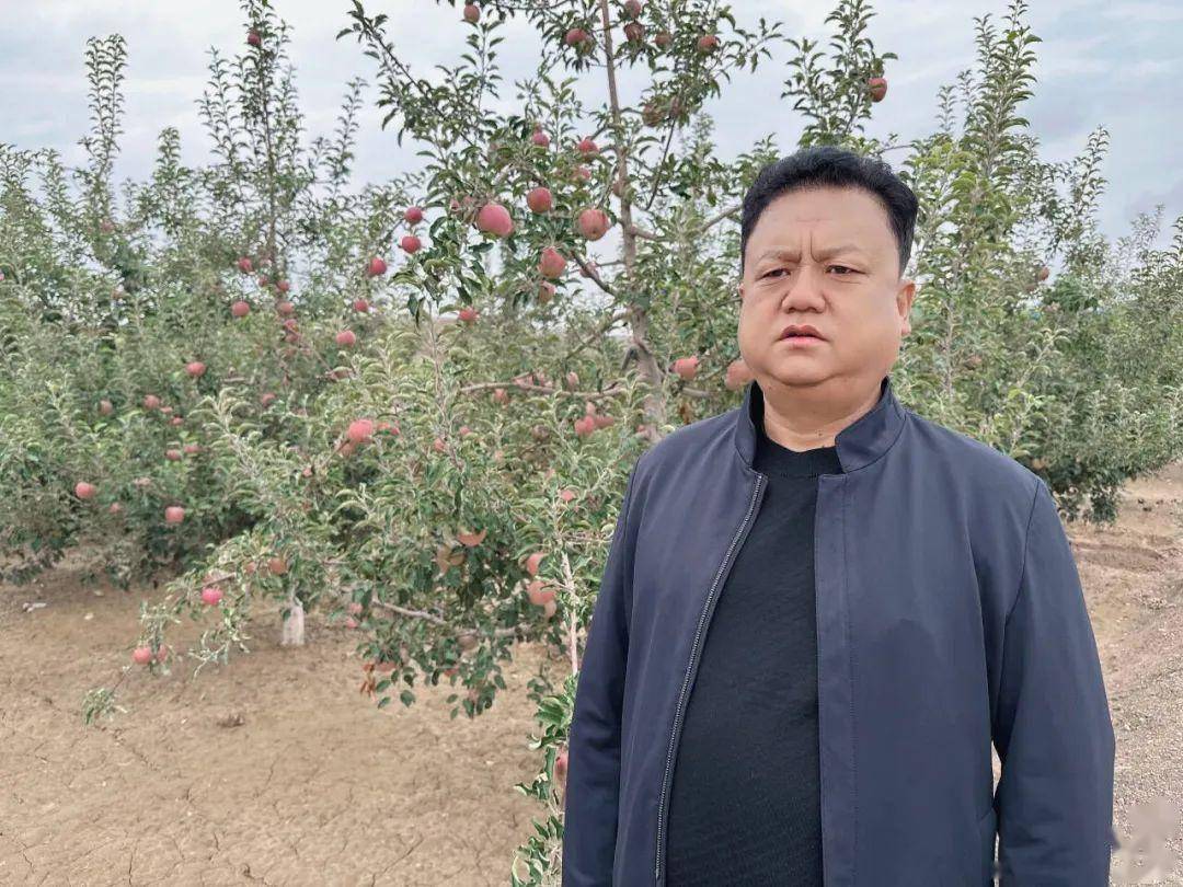 67靖远:苹果红了满枝香_湾村_三滩镇_种植户