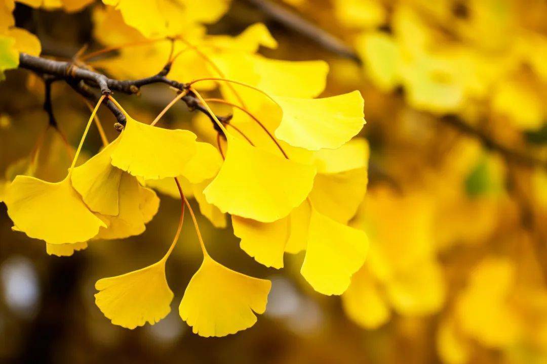 我虽然喜欢落雨,但更喜爱晴天.