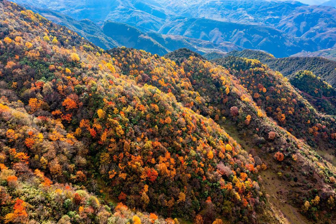 图集丨层林尽染 四川金阳县百草坡秋色醉人_红叶_大凉山_封面