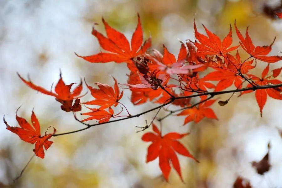 不见狼烟◇颜昌班_秦桧_宋高宗_岳飞