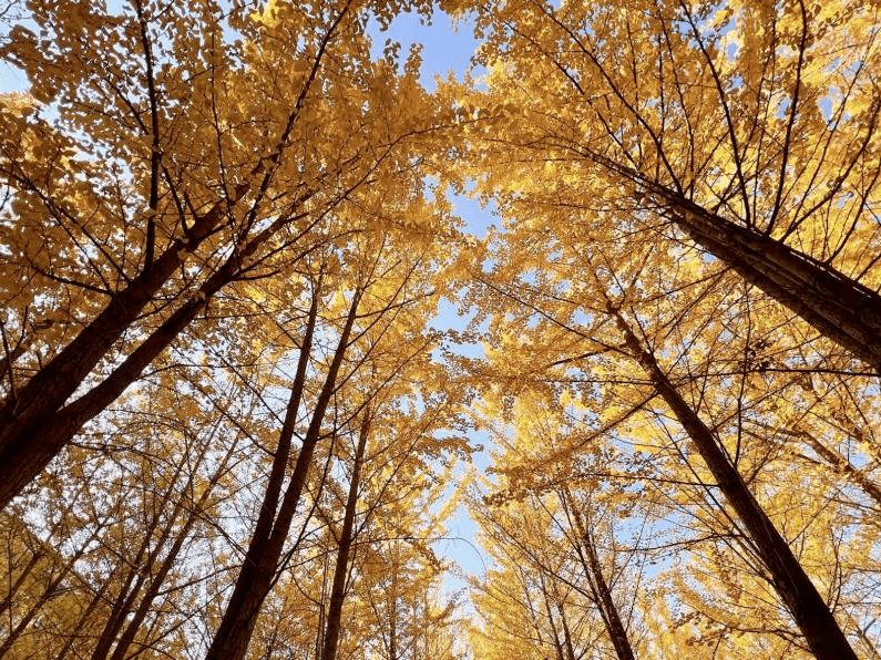 秋天的兰州，你美到我的心巴上了丨附免费赏秋攻略