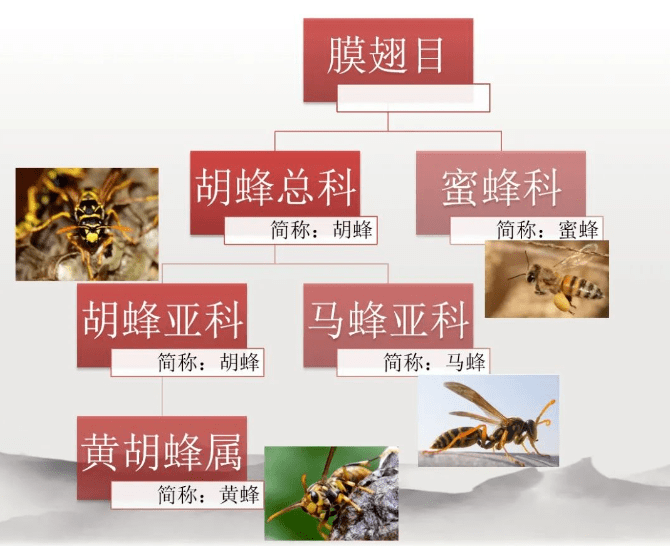 蜂的种类图谱中国图片