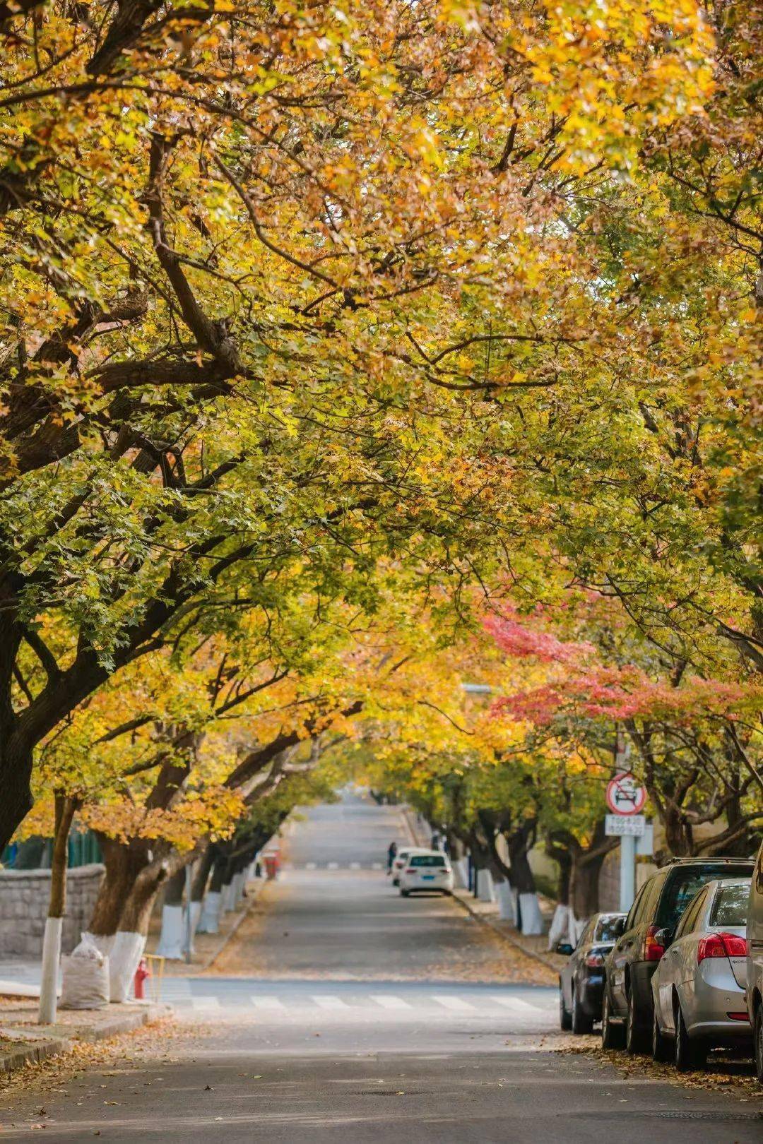 青岛的这个地方