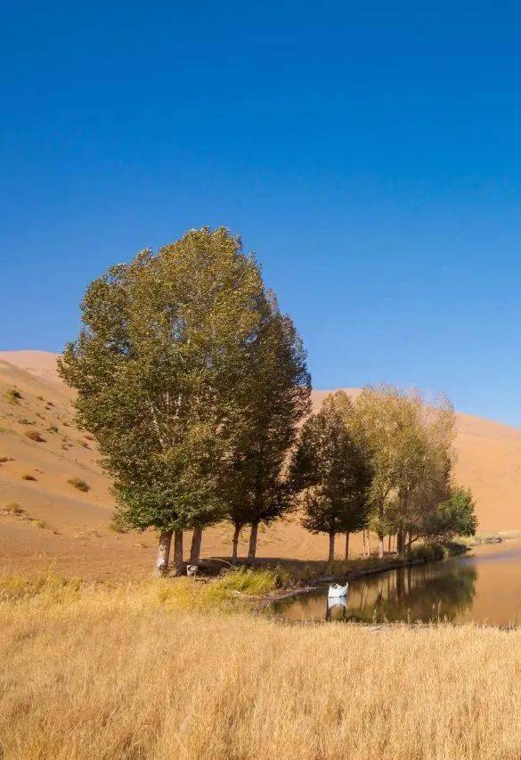 解读①丨打好防沙治沙七大战役,是阿拉善的重大政治责任,重大历史任务