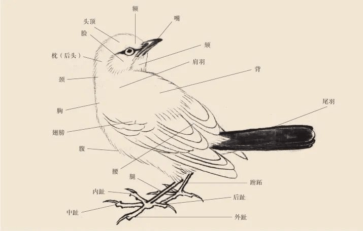 鸟的结构图及介绍图片