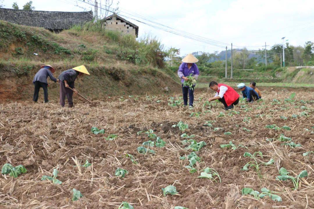 惠水断杉:秋种一粒籽 夏收万斤油_种植_油菜_断杉镇