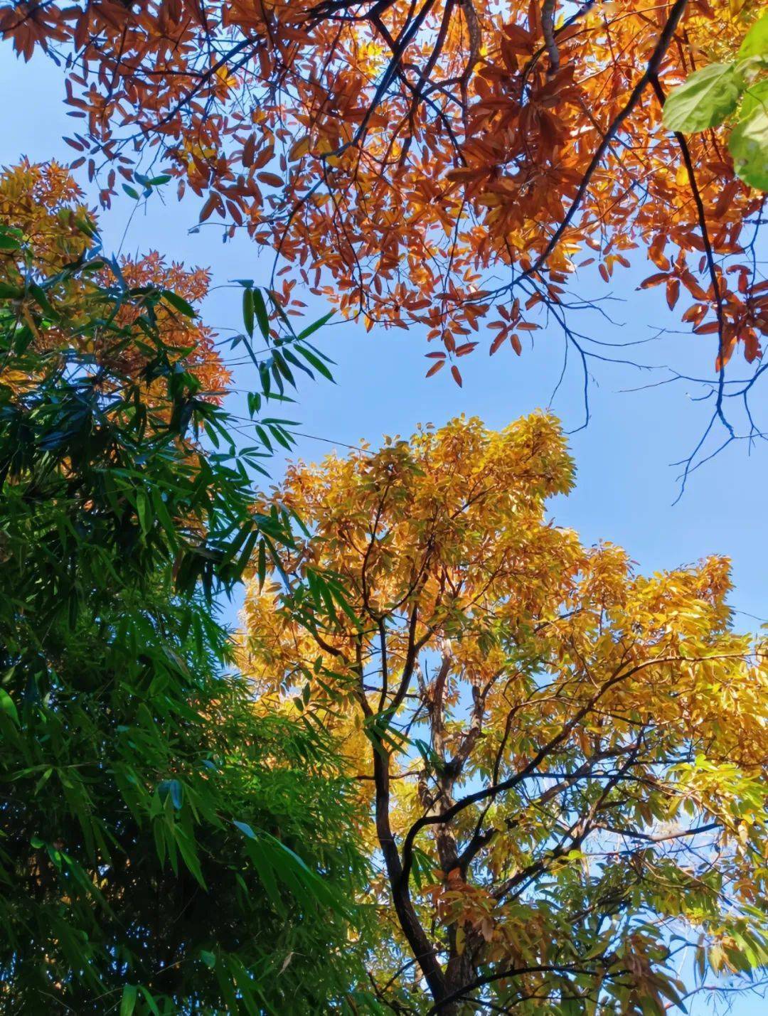 平泉市党坝镇刘杖子村(魏硕涵)欢乐谷(王明悦)西山公园(杨波)