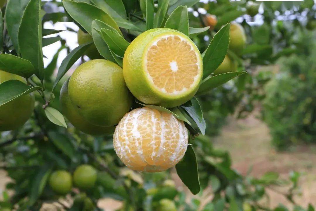 助力600万斤『广西皇帝柑18.9/箱』走出大山!