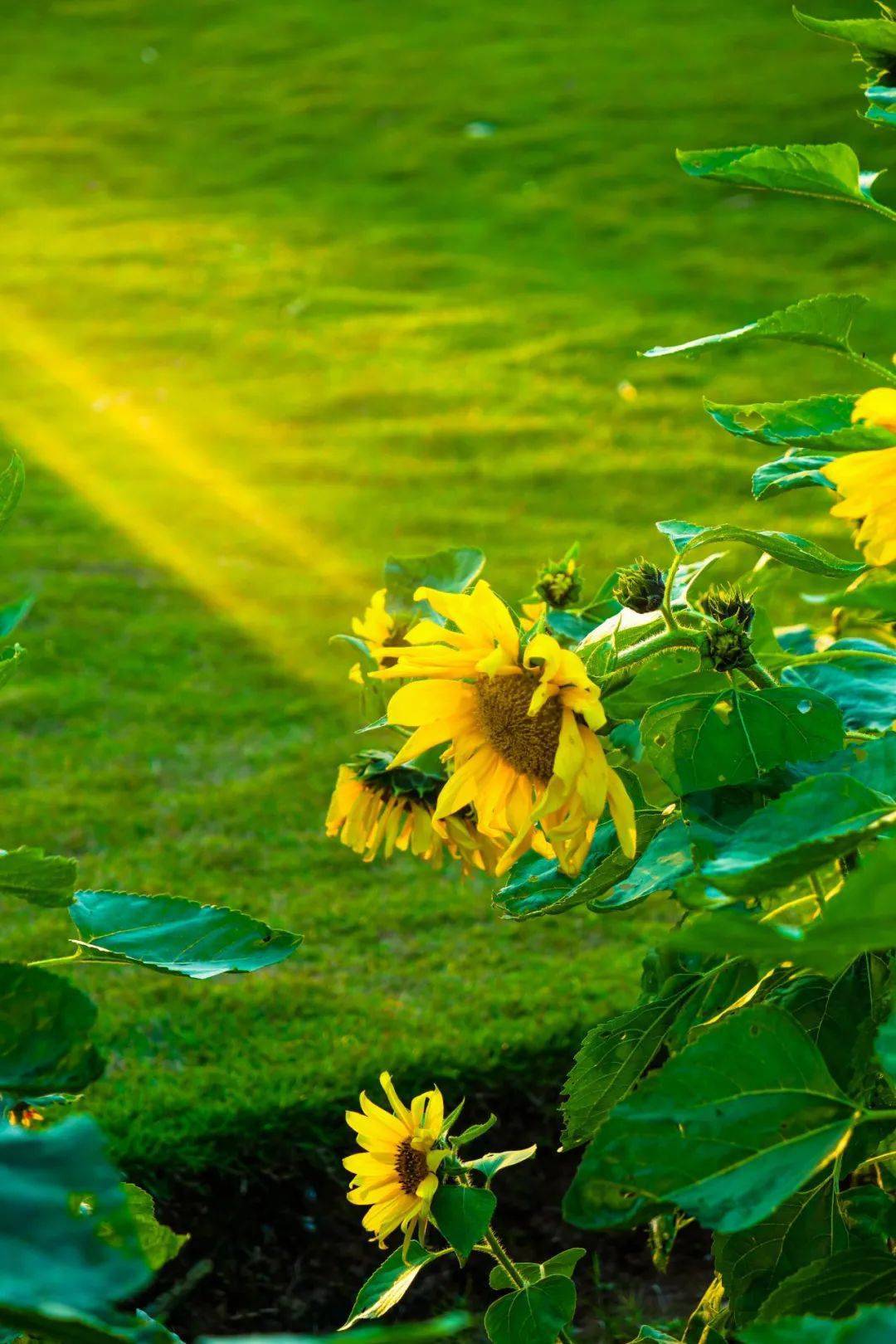 1080_1620竖版 竖屏