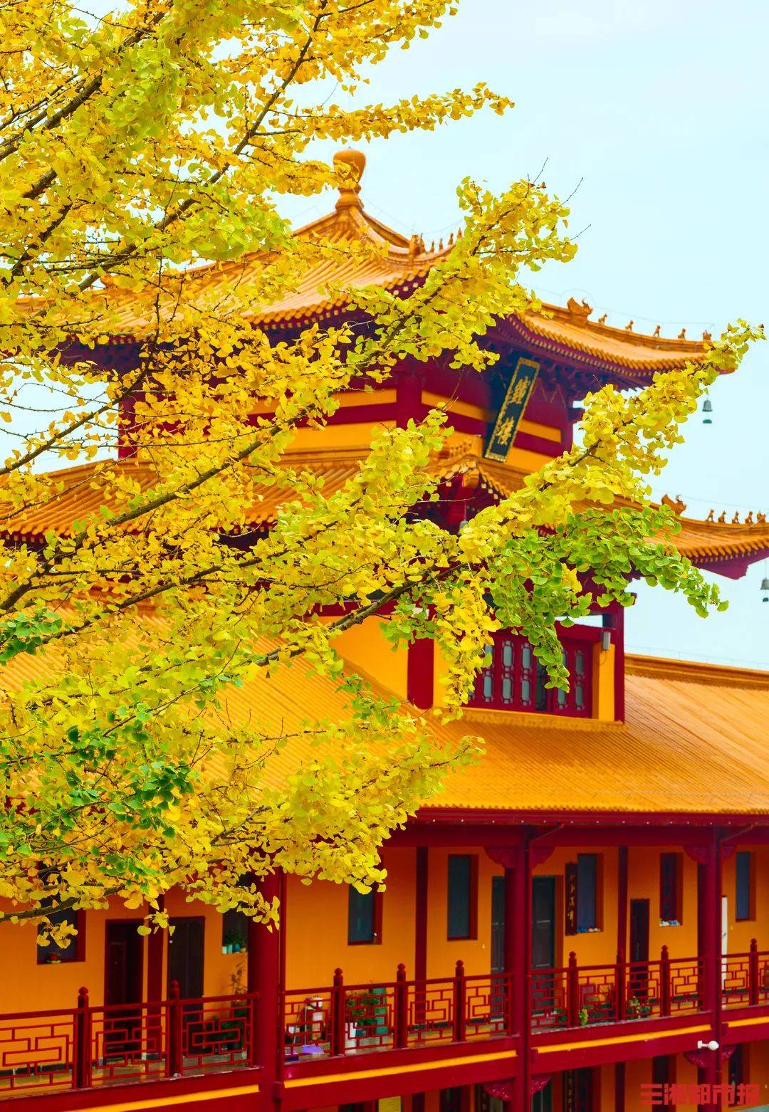 出游| 一起邂逅秋日银杏之美,这份"长沙赏杏"地图请收藏_沩山_地址