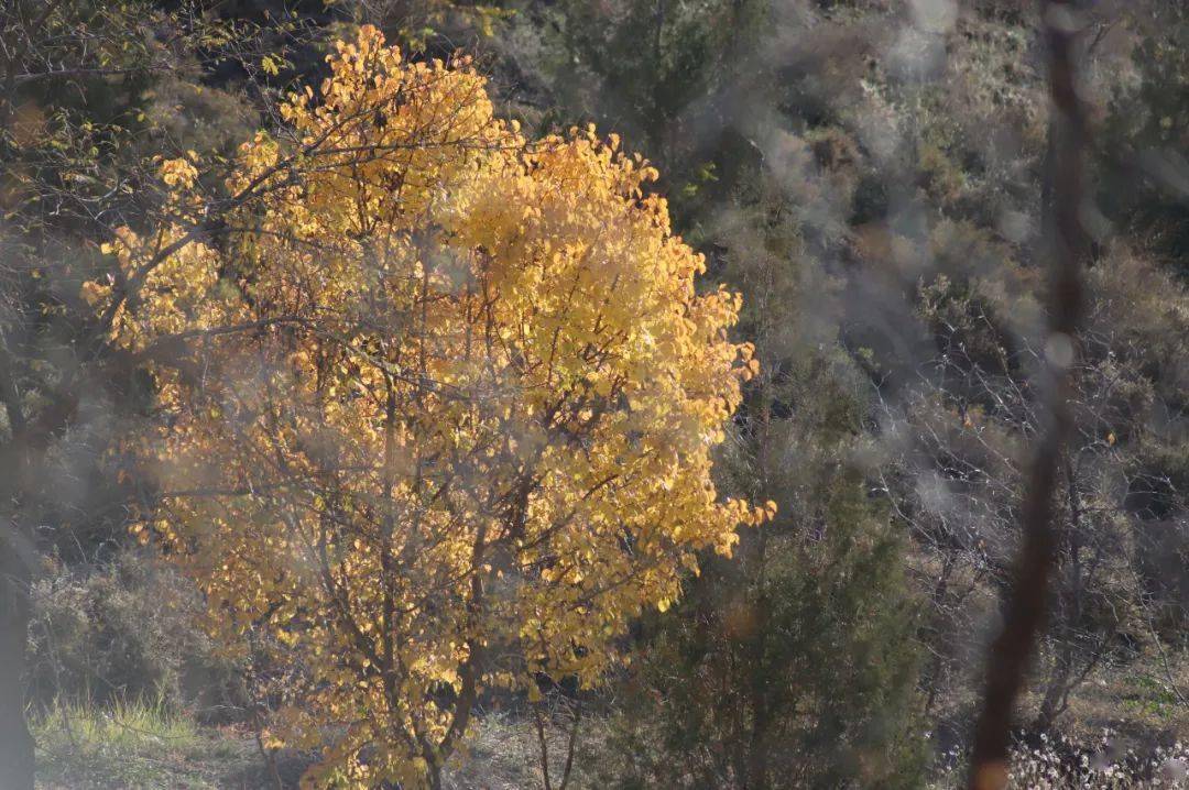 【白银文旅】层林染金秋!