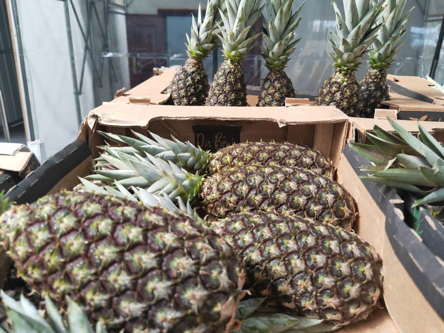 完美电竞非洲贝宁菠萝实现最快输华力争一年30万吨！进博会成进口水果最“卷”现场(图4)