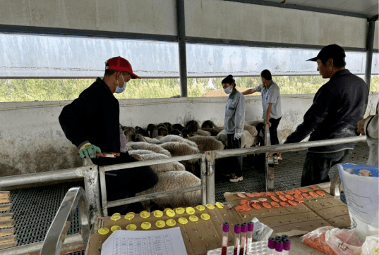 科技援疆结硕果 麦盖提多浪羊多胎分子育种取得重大进展
