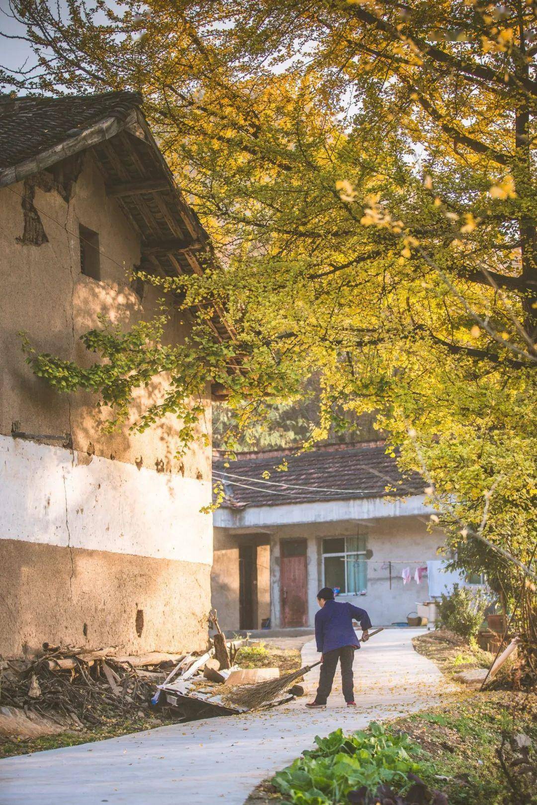 沿高江路向西行驶,秋风将沿路的水杉树染成红红黄黄,宛如一幅幅生动的