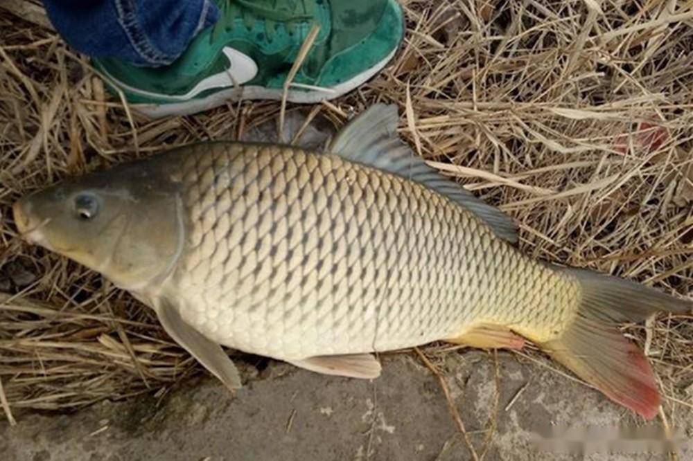 野钓必杀技:看水色找鱼窝,钓鱼人必学技巧_鲫鱼_地形_水面