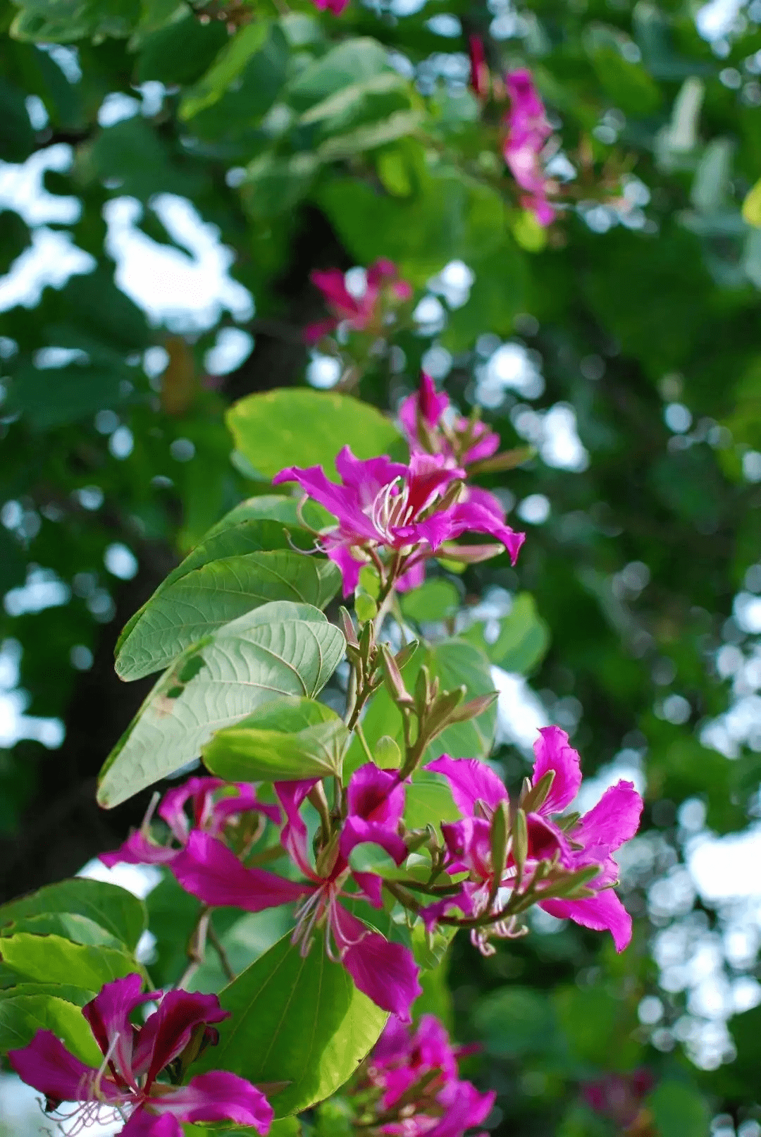 文汇路:又到紫荆花开 一街一景花路相随_西昌_街道_道路