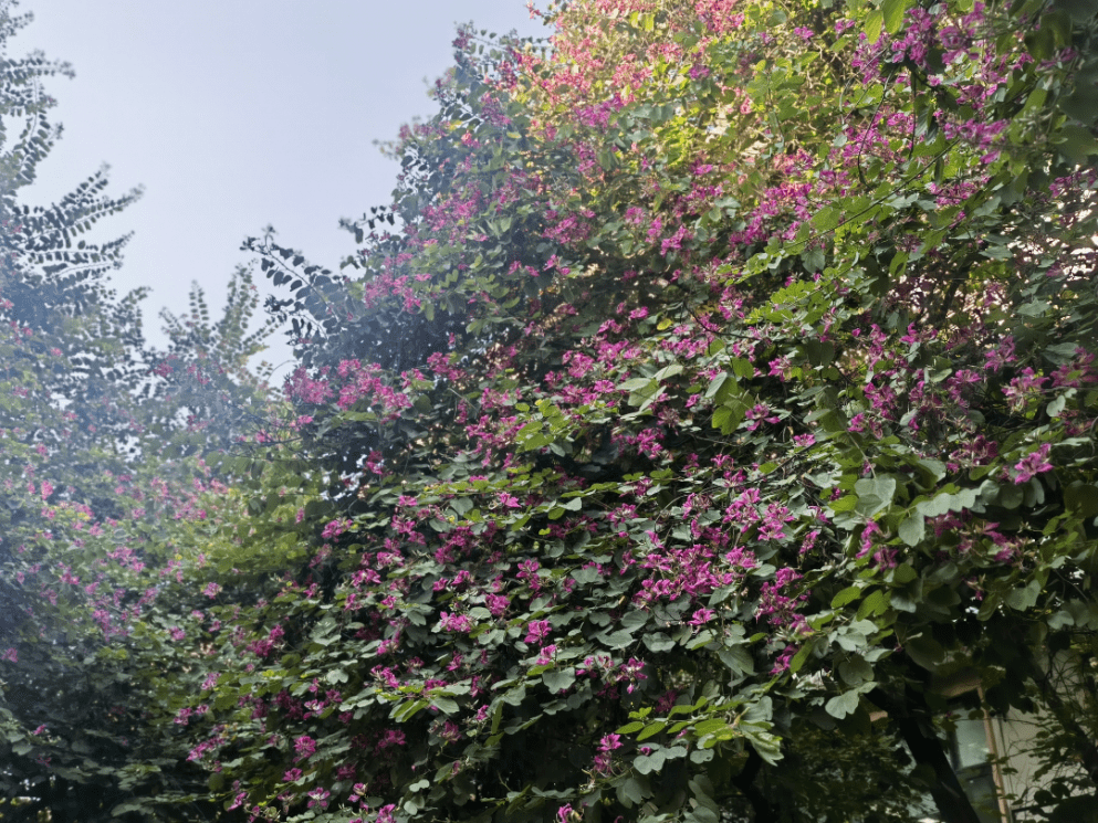 文汇路:又到紫荆花开 一街一景花路相随_西昌_街道_道路