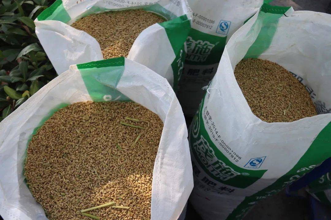 "虾田米"迎来丰收,市民餐桌又添新品