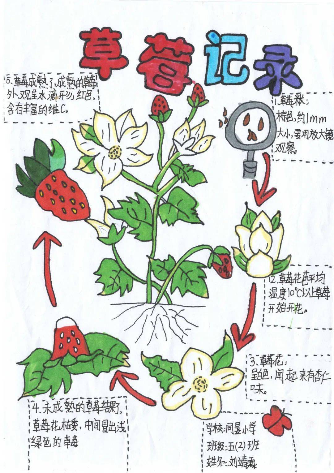 自然笔记范文图片