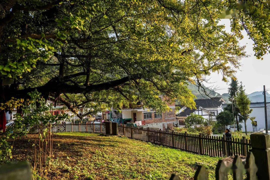 十一月,毕节长这样→_纳雍县_水东镇_银杏