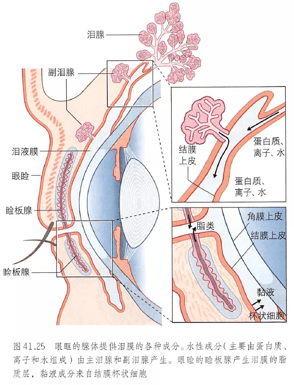 30張眼睛基礎解剖精選圖_眼球_視覺_防控