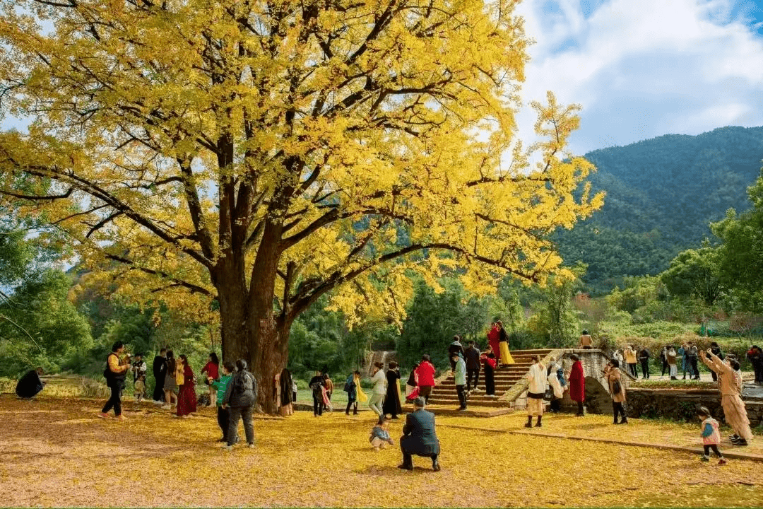 古代树森林营地图片