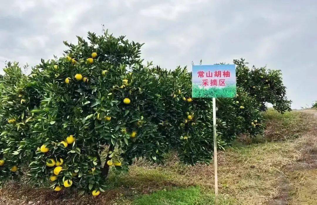 u游常山 | 松弛秋游,就爱常山_公园_胡柚_图片