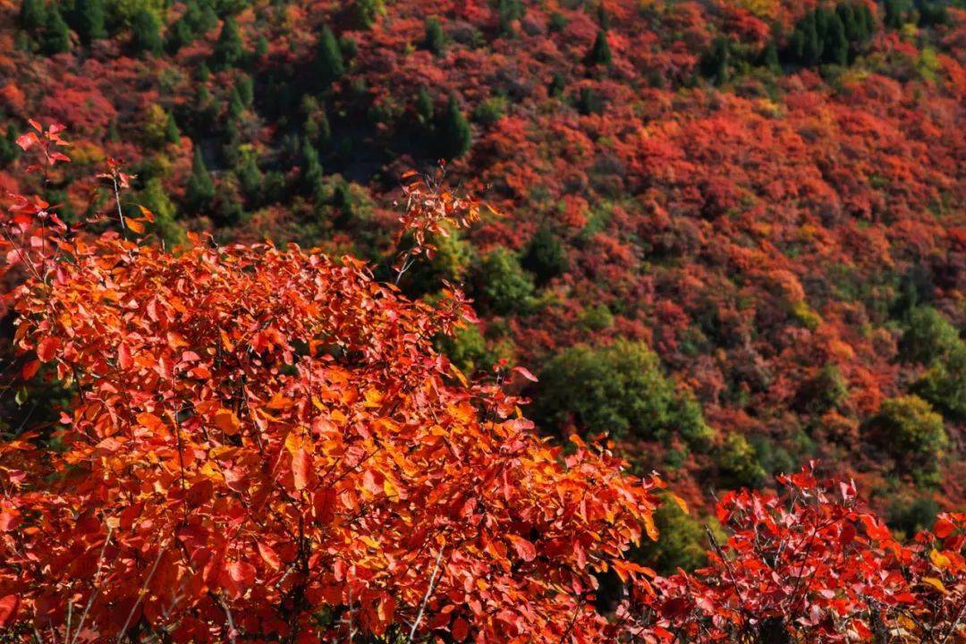 铜川香山红叶图片