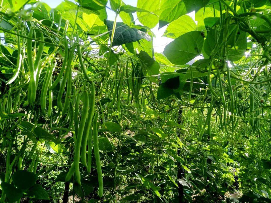 在种植四季豆的地里,豆架上挂满了脆嫩的豆子,菜农们正忙着采摘,搬运