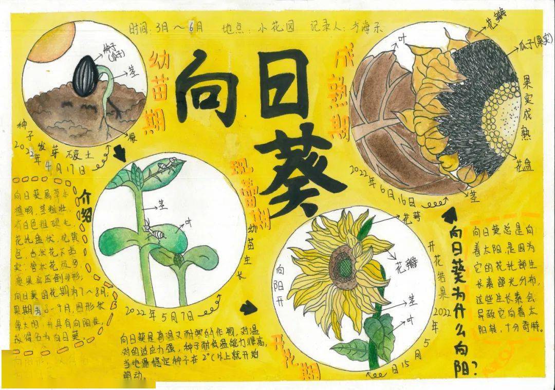 向日葵植物卡片介绍图片