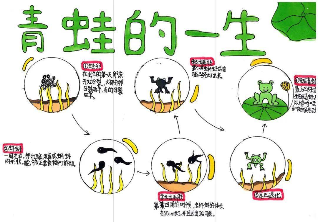 山西省青少年一起向自然2023年生物多样性自然笔记