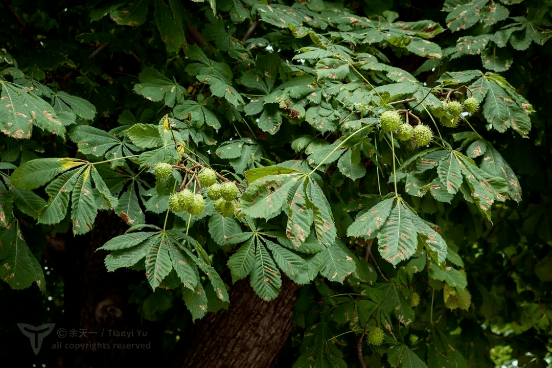 这种"高仿"板栗不能食用_七叶树_马栗_果实