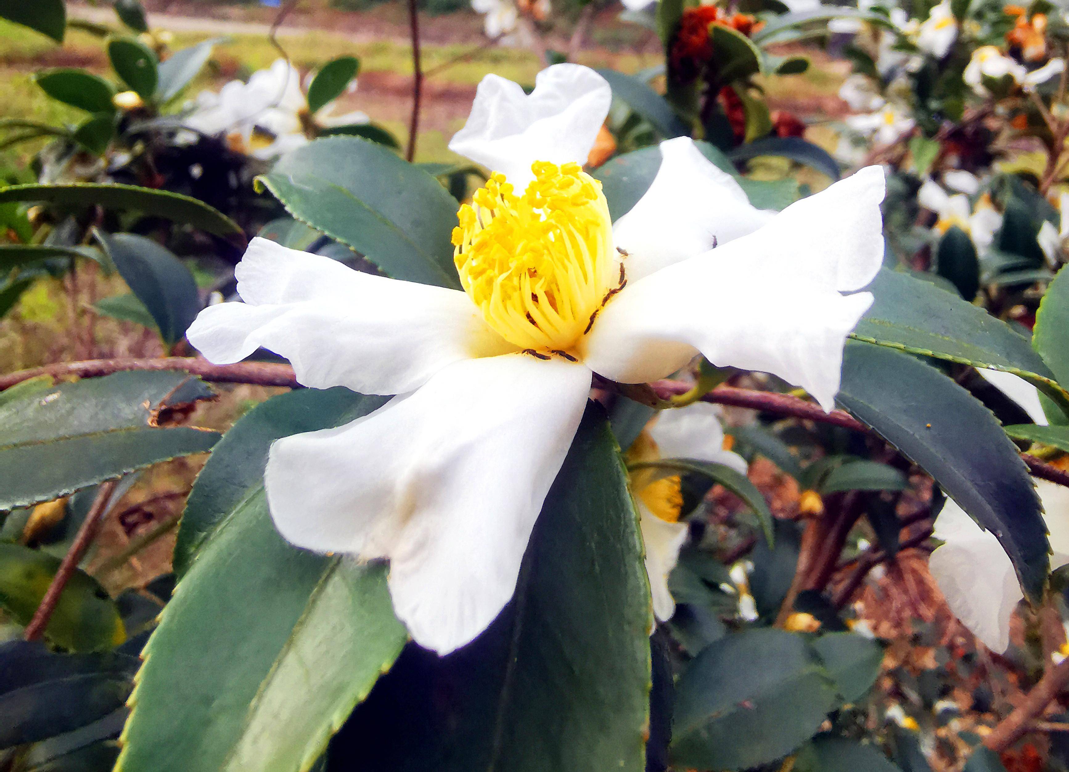 贵州锦屏:油茶花开 美金秋