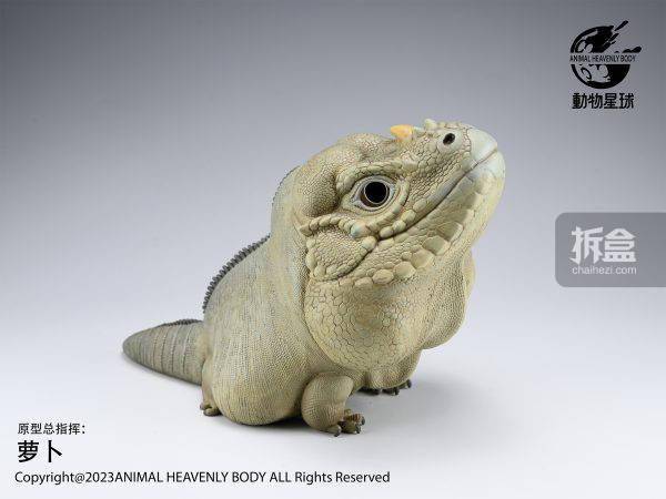 动物星球 犀牛鬣蜥plus版 大比例动物 限量gk摆件手办_官方_公众_网站