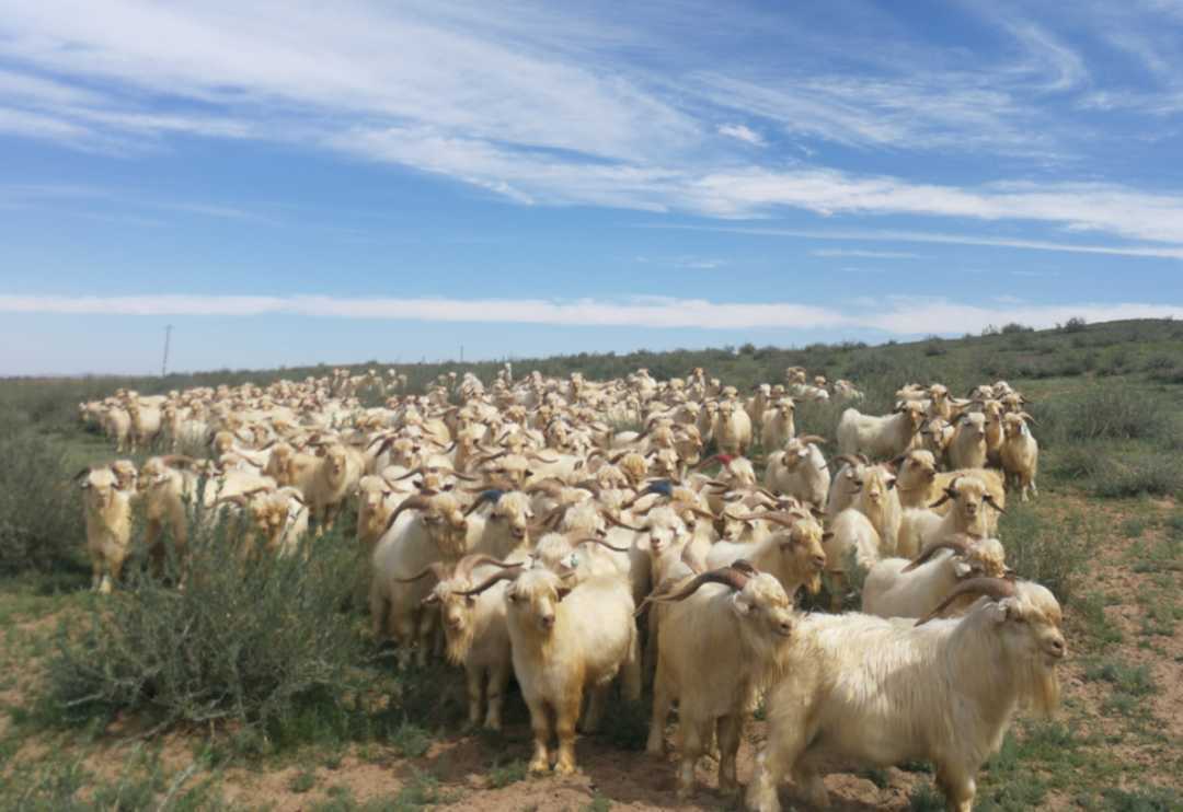 食百草驰骋于万亩草场生长于北纬41°黄金畜牧带乌拉特"熊猫羊"草原