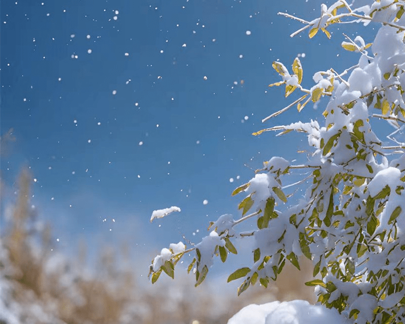 北风吹雪花飘飘图片图片