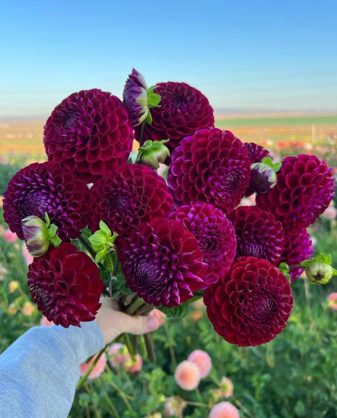 大吉大利,分享美丽_by_photo_大丽花